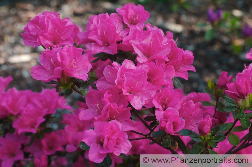 Rhododendron Kiusianum Hybride Alpenrose Azalea.jpg