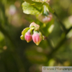 Vaccinium myrtillus Heidelbeere E_Bilberry Whinberry 2.jpg