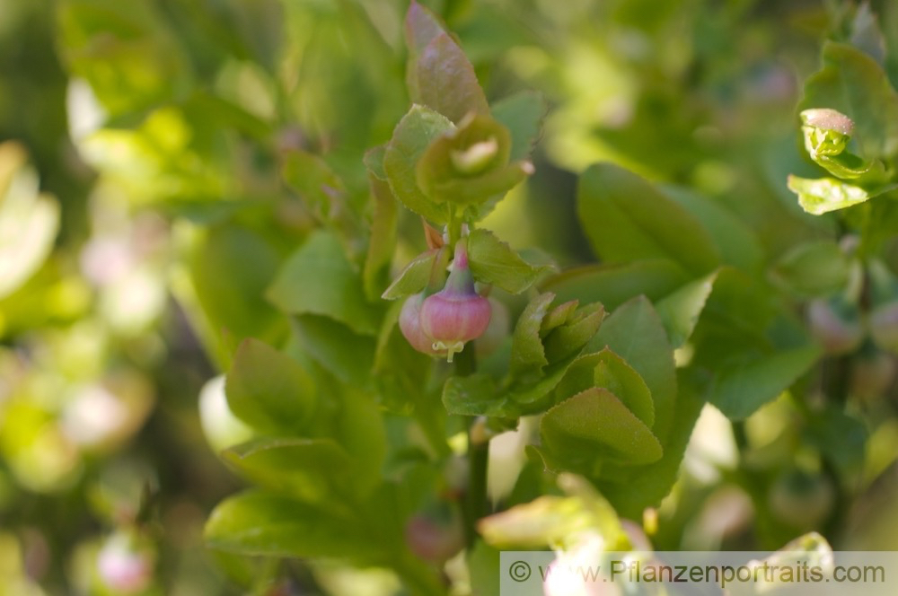 Vaccinium myrtillus Heidelbeere E_Bilberry Whinberry.jpg