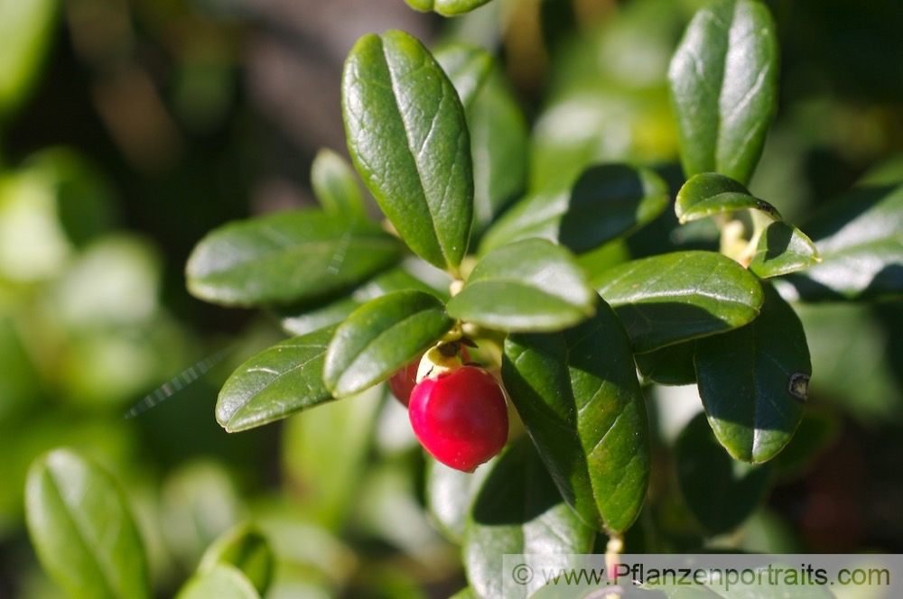 Vaccinium vitis-idaea Preiselbeere Cowberry Foxberry.jpg