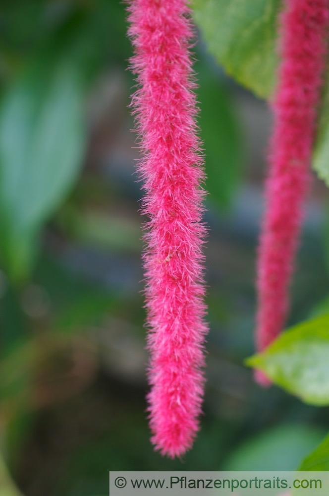 Acalypha hispida Katzenschwanz Cats tail 3.jpg