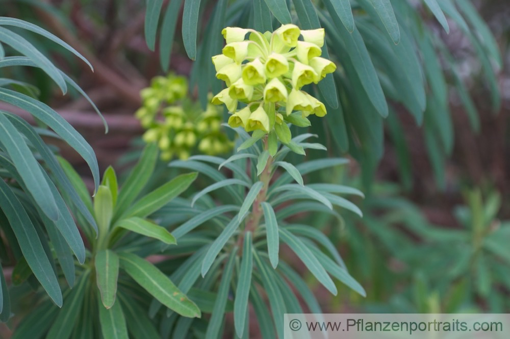 Euphorbia characias Palisaden Wolfsmilch Large Mediterranean Spurge 2.jpg