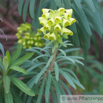 Euphorbia characias Palisaden Wolfsmilch Large Mediterranean Spurge 2.jpg