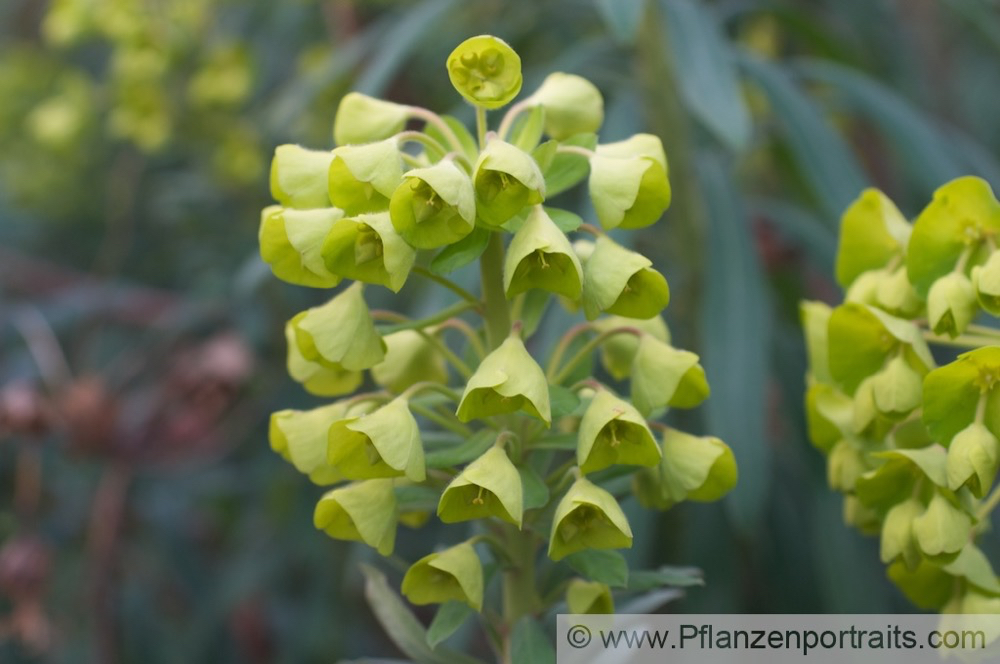 Euphorbia characias Palisaden Wolfsmilch Large Mediterranean Spurge 3.jpg