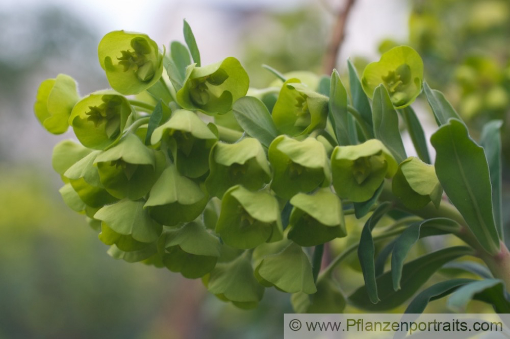 Euphorbia characias Palisaden Wolfsmilch Large Mediterranean Spurge.jpg