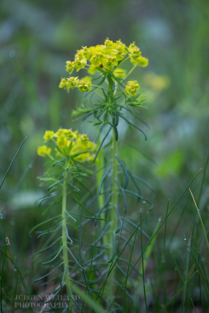 Euphorbia cyparissias Zypressen Wolfsmilch Cypress Spurge 3.jpg