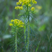 Euphorbia cyparissias Zypressen Wolfsmilch Cypress Spurge 3.jpg