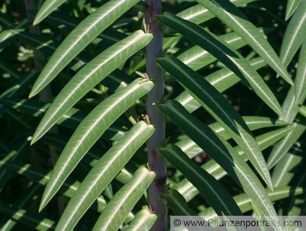 Euphorbia lathyris Kreuzblaettrige Wolfsmilch Caper Spurge 2.jpg