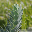 Euphorbia myrsinites Walzen Wolfsmilch Blue Spurge. 4.jpg