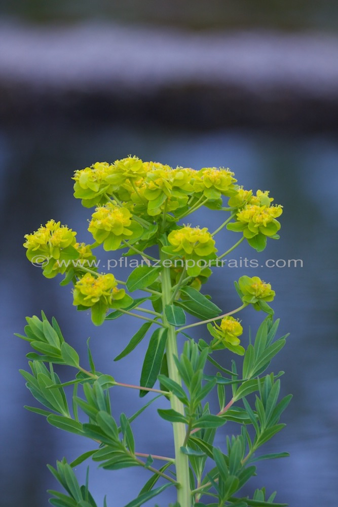 Euphorbia palustris Sumpf Wolfsmilch Marsh Spurge.jpg