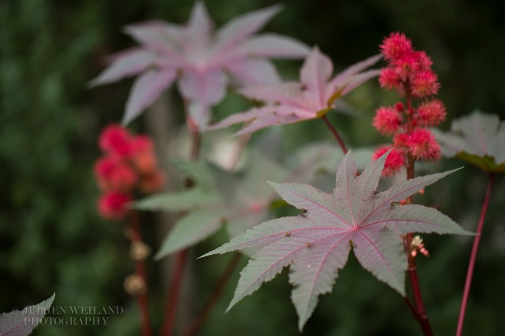 Ricinus communis Palma Christi Wunderbaum Castor Oil Plant. 3.jpg