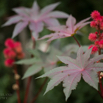 Ricinus communis Palma Christi Wunderbaum Castor Oil Plant. 3.jpg