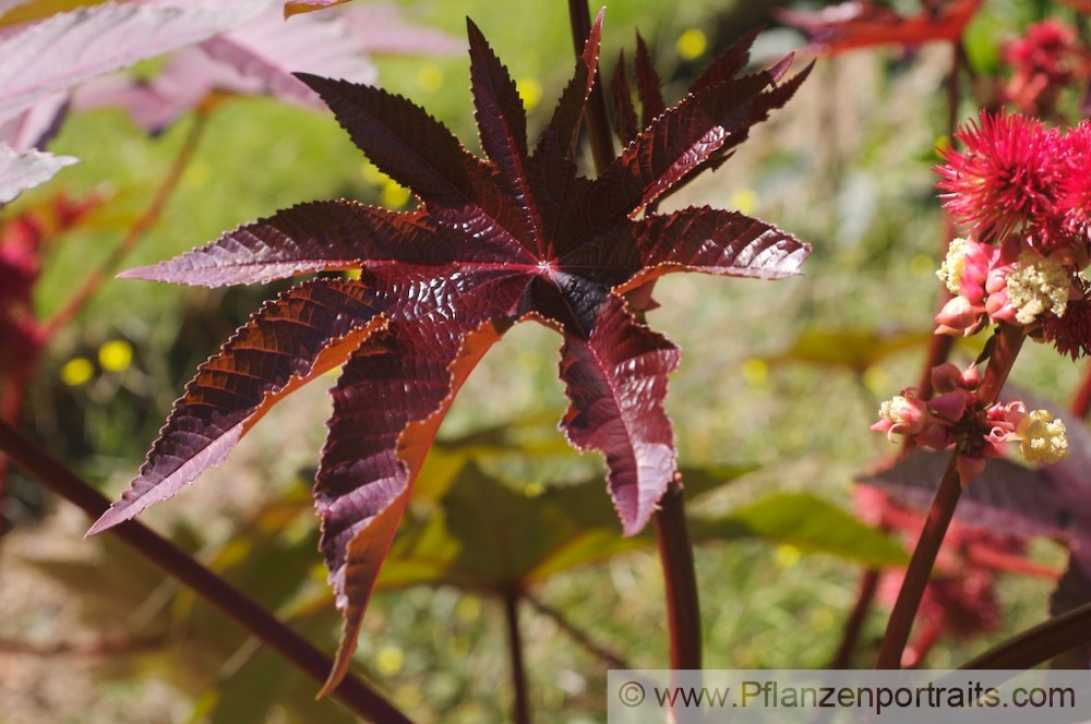 Ricinus communis Palma Christi Wunderbaum Castor Oil Plant.jpg