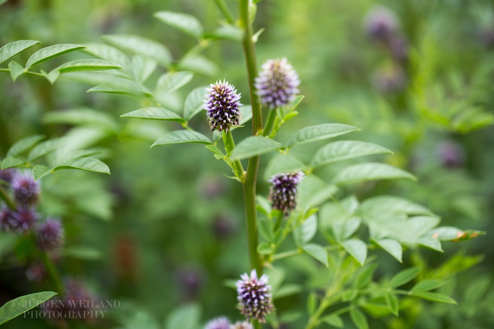 Glycyrrhiza echinata Russisches Suessholz 2.jpg