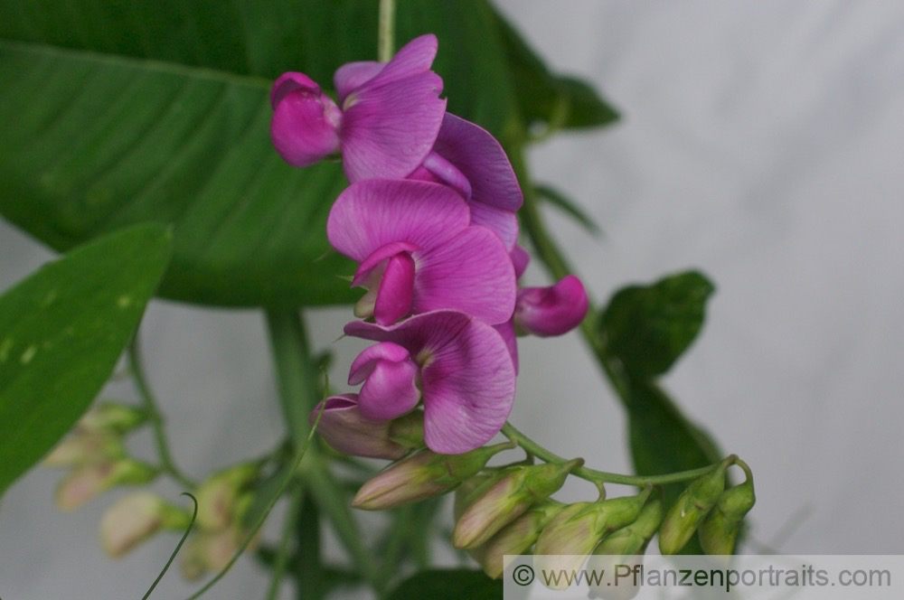 Lathyrus latifolius Breitblaettrige Platterbse Everlasting Pea.jpg