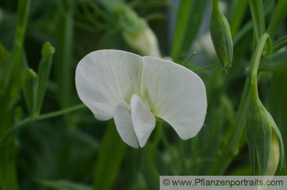 Lathyrus sativus Saat Platterbse Chickling Pea.jpg