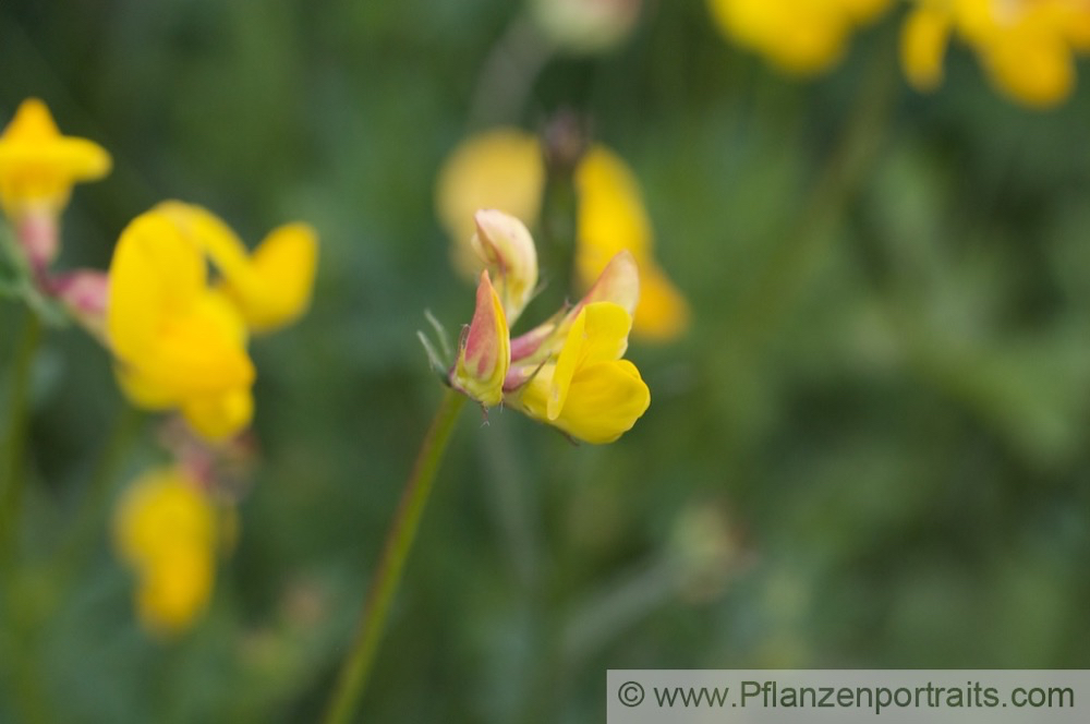 Lotus corniculatus Gewoehnlicher Hornklee Birds Foot Trefoil.jpg