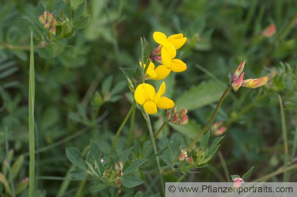 Lotus corniculatus Gewoehnlicher Hornklee Birds Foot Trefoil_1.jpg