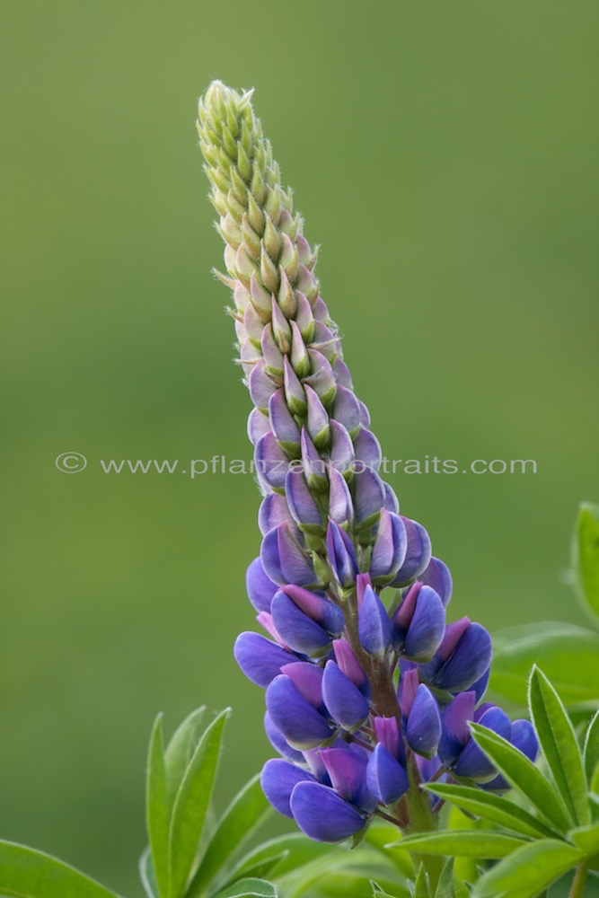 Lupinus polyphyllus Vielblaettrige Lupine Garden Lupin 3.jpg