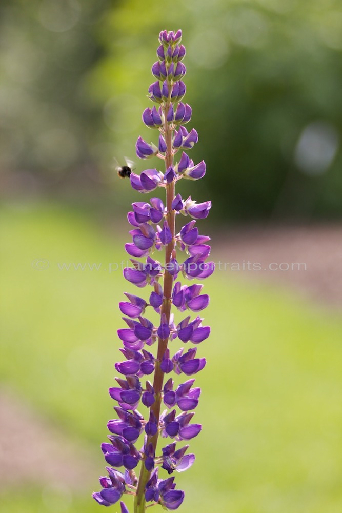 Lupinus polyphyllus Vielblaettrige Lupine Garden Lupin.jpg