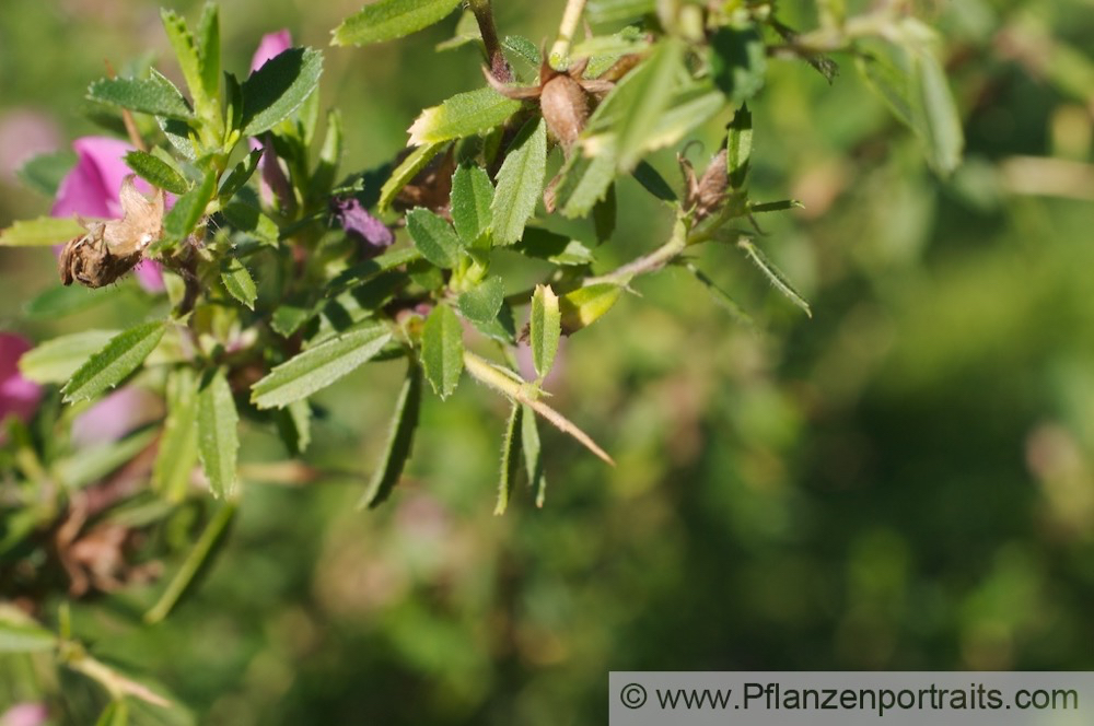 Ononis spinosa Dornige Hauhechel Spiny Restharrow.jpg