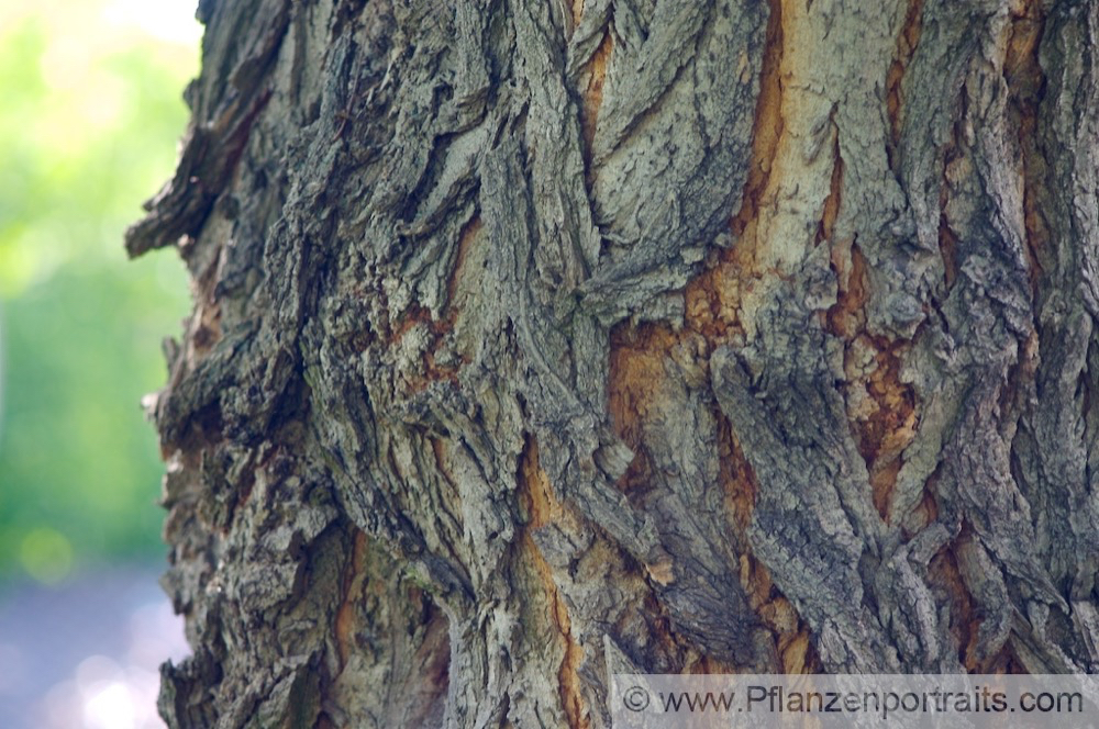 Robinia pseudoacacia Gewöhnliche Scheinakazie Robinia 2.jpg