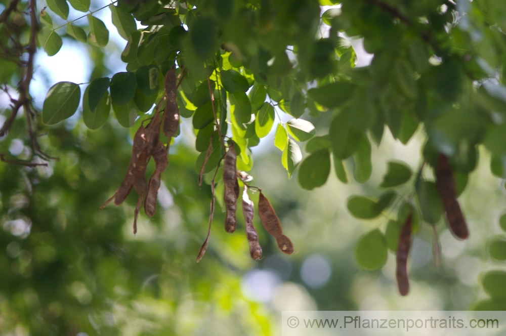 Robinia pseudoacacia Gewöhnliche Scheinakazie Robinia 3.jpg