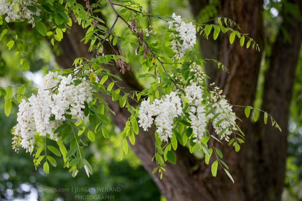 Robinia pseudoacacia Gewöhnliche Scheinakazie Robinia.jpg