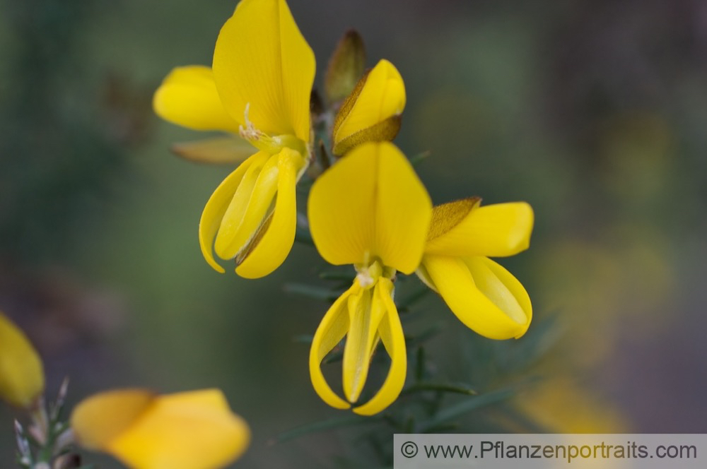 Ulex europeus Stechginster Common Ghorse 1.jpg