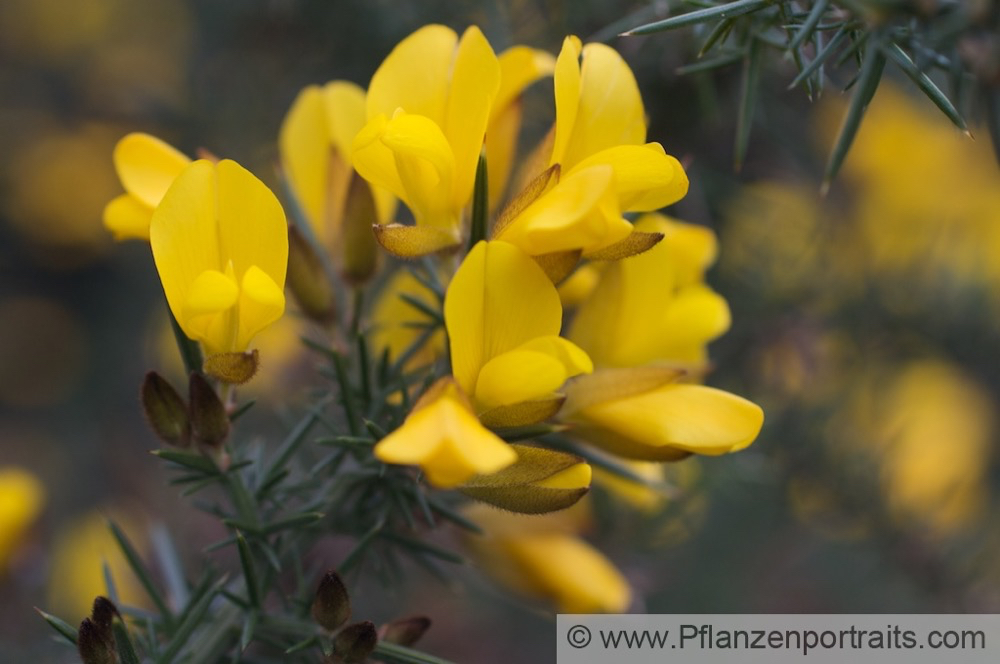 Ulex europeus Stechginster Common Ghorse.jpg