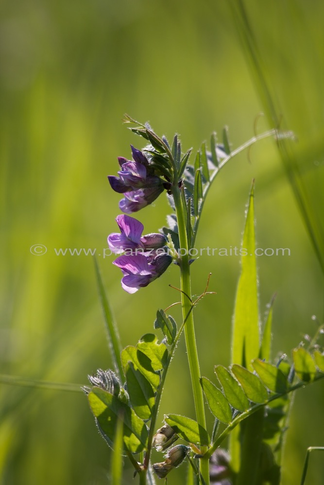 Vicia cracca Vogel Wicke Tufted Vetch.jpg