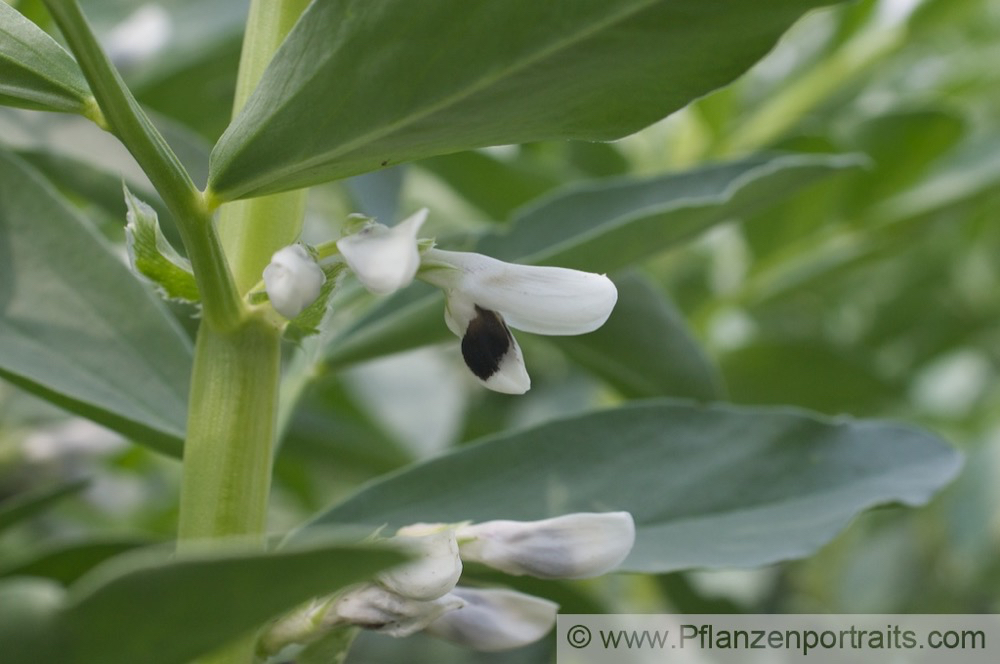 Vicia faba Acker-Saubohne Broad Bean.jpg