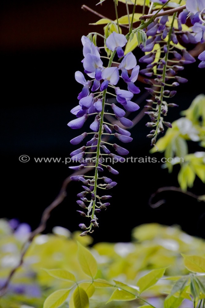 Wisteria sinensis Chinesischer Blauregen Chinese Wisteria.jpg