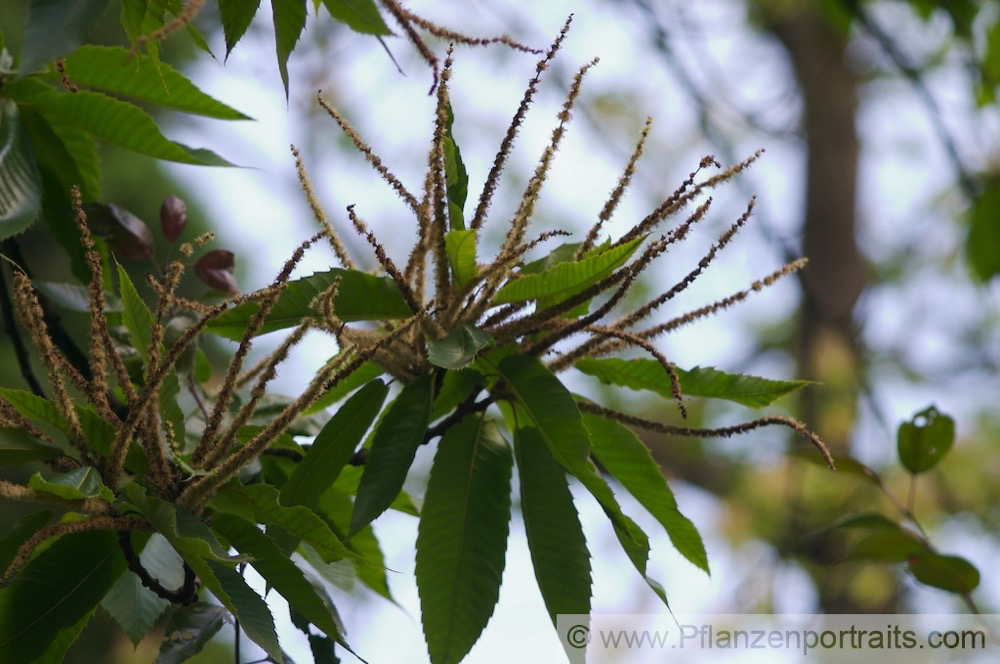 Castanea sativa Esskastanie Marone Sweet Chestnut 3.jpg