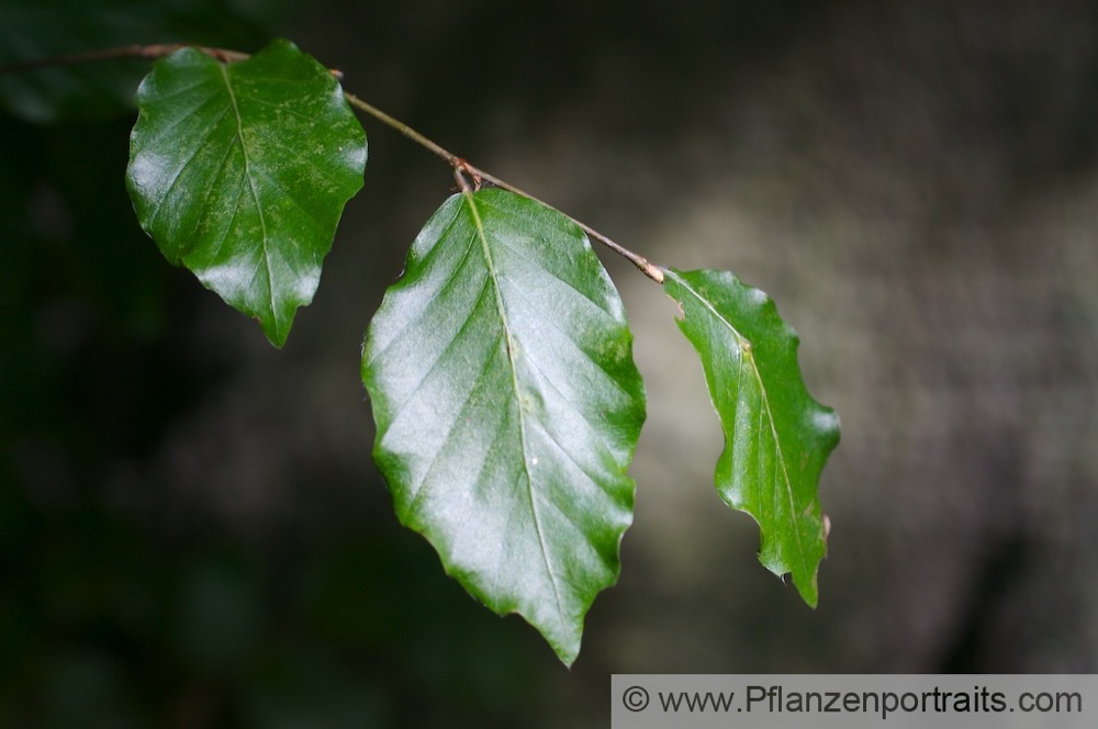 Fagus sylvatica Buche Beech 3.jpg