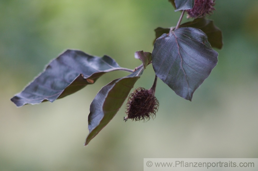 Fagus sylvatica cv Cuprea Blutbuche Copper Beech.jpg