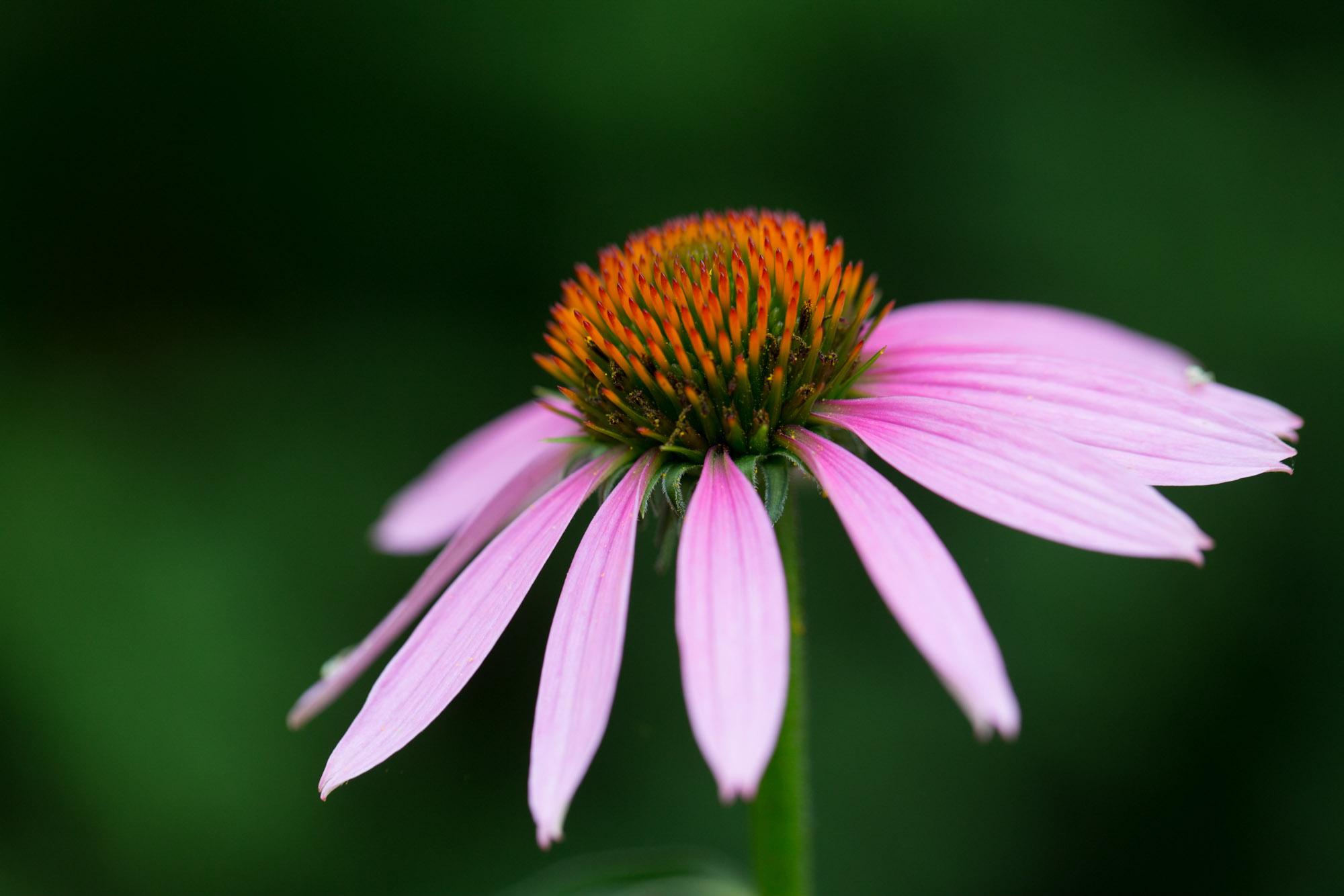 Echinacea purpurea