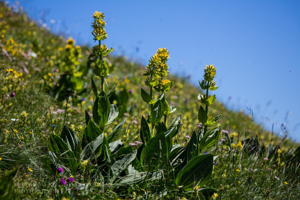 Gentiana lutea Gelber Enzian Yellow gentian.jpg