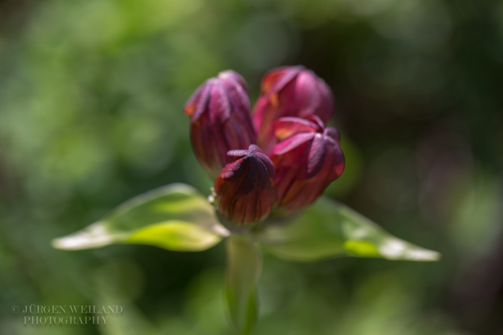 Gentiana purpurea Purple Gentian.jpg