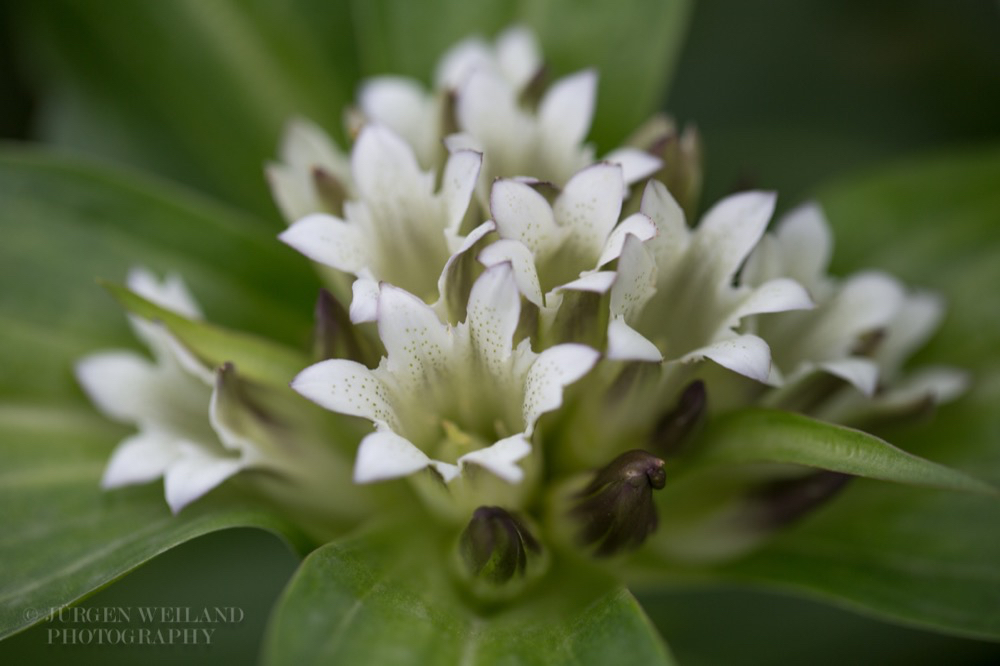 Gentiana tibetica Enzian Himalaja Tibet.jpg