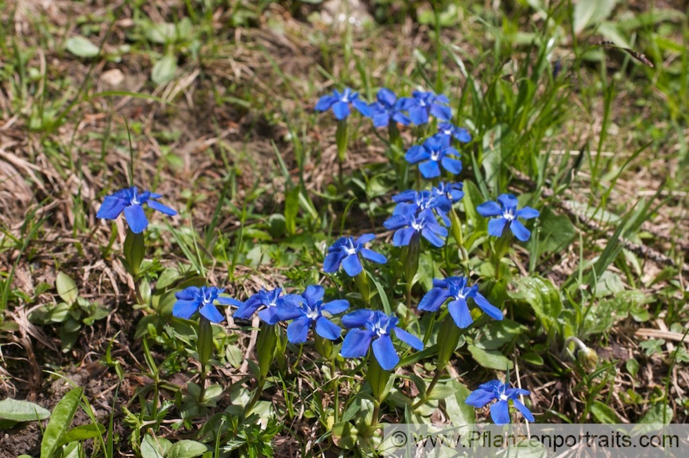 Gentiana verna Frühlingsenzian Spring Gentian 2.jpg