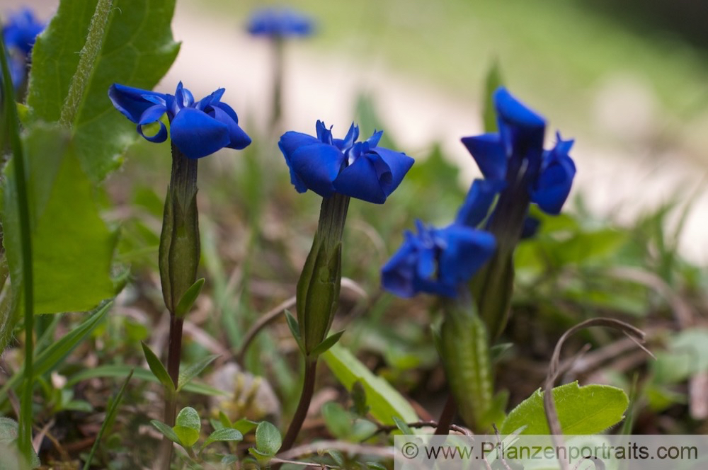 Gentiana verna Frühlingsenzian Spring Gentian 3.jpg