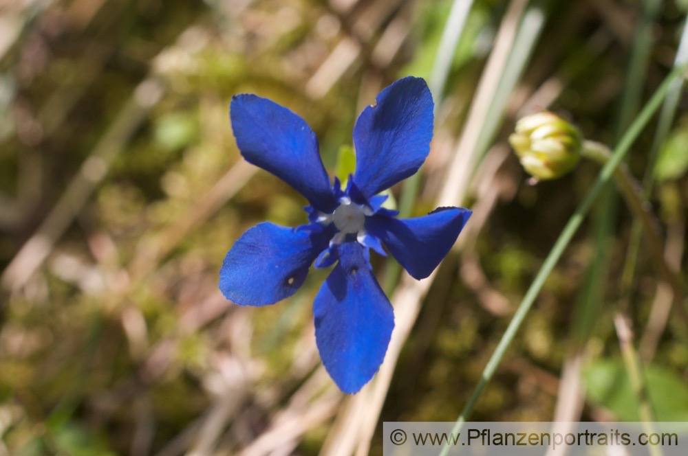 Gentiana verna Frühlingsenzian Spring Gentian 4.jpg