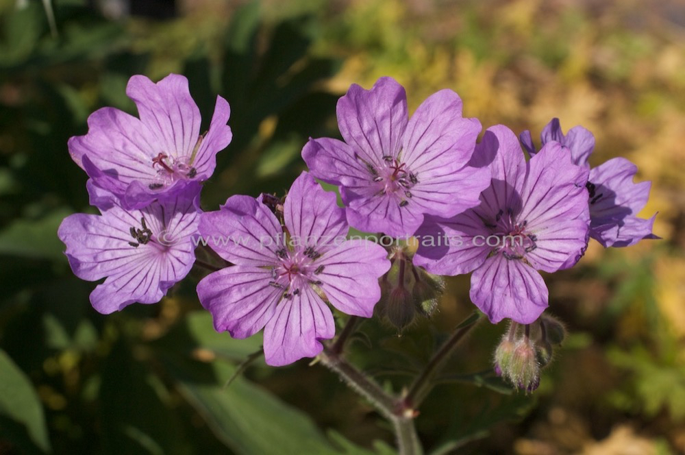 Geranium atlanticum Storchschnabel Cranes Bill.jpg