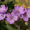 Geranium atlanticum Storchschnabel Cranes Bill.jpg