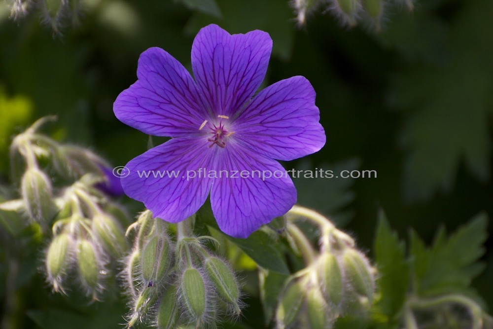 Geranium platypetalum.jpg