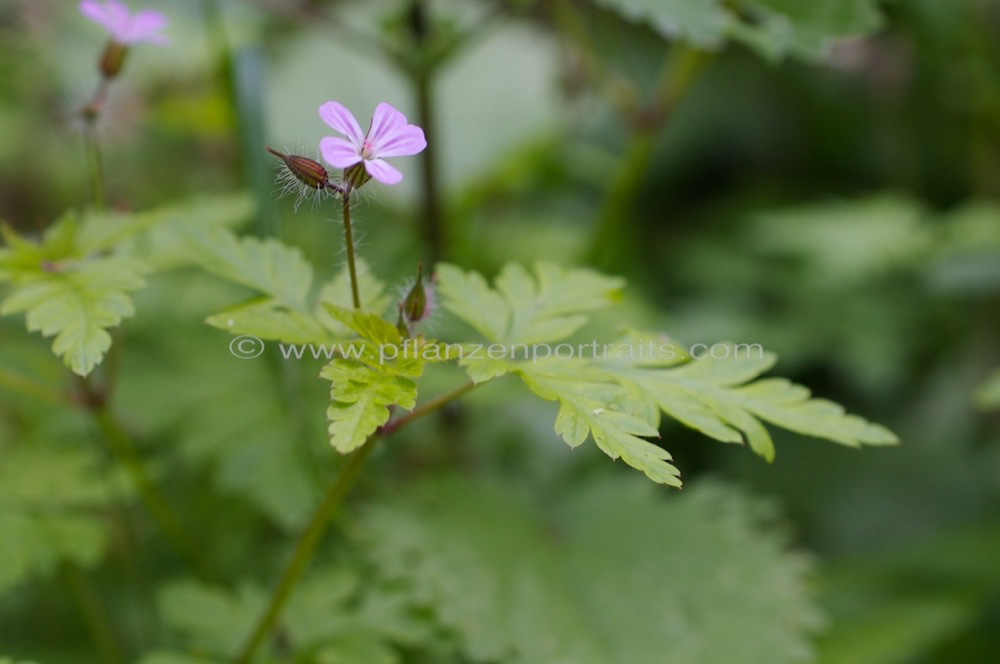 Geranium sanguineum Blutroter Storchschnabel Bloody Cranesbill. 2.jpg