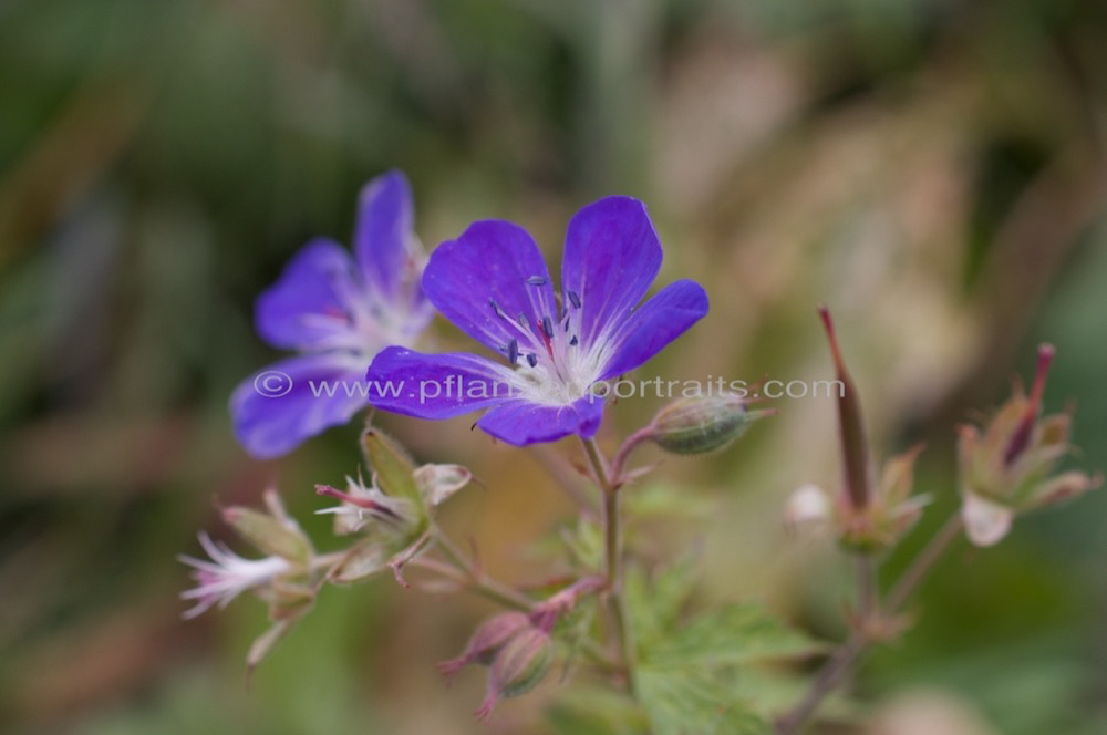 Geranium sylvaticum Wald Storchschnabel Wood cranesbill 2.jpg