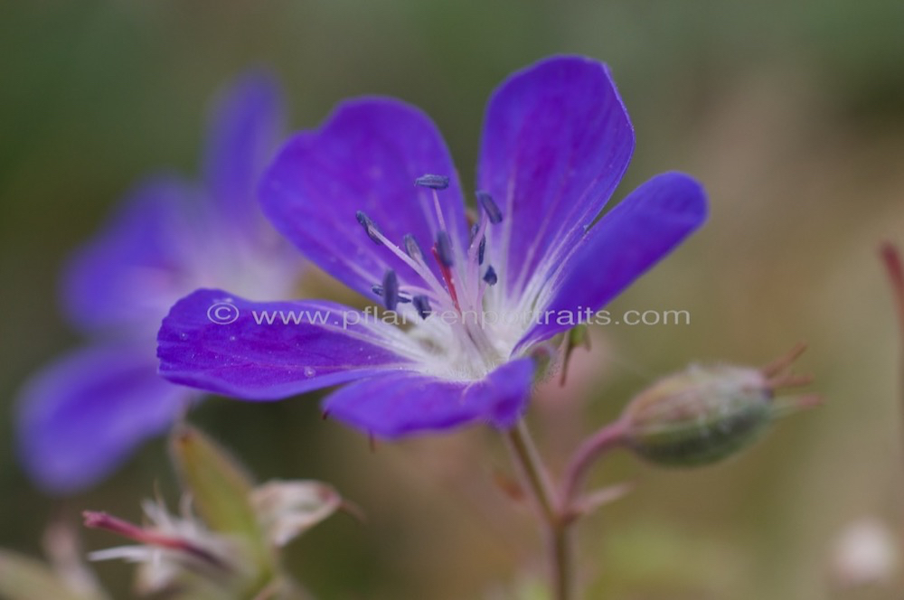 Geranium sylvaticum Wald Storchschnabel Wood cranesbill.jpg