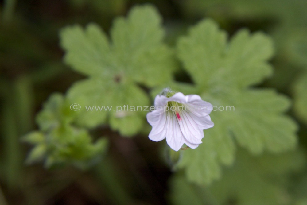 Geranium wakkerstroomianum White Geranium.jpg